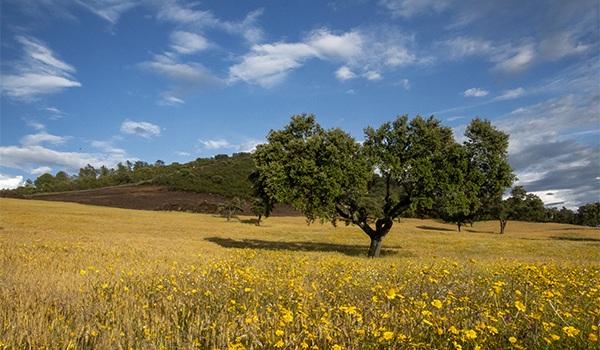 Campo y un árbol