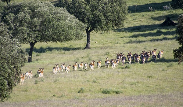 Ciervos corriendo en el campo