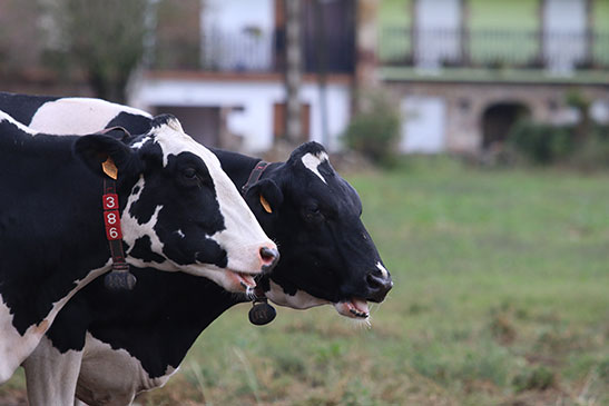 Vacas lecheras