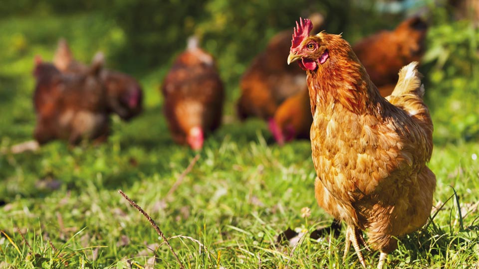Gallinas sueltas en el campo