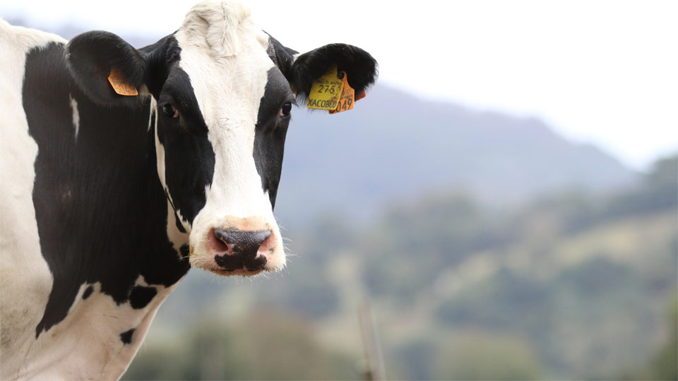 Vaca para extraer leche de la cornisa cantábrica