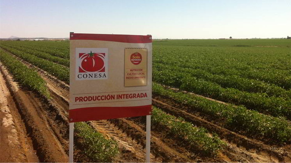 Foto de un campo de tomates de Solís