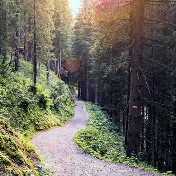 Camino GR por el bosque