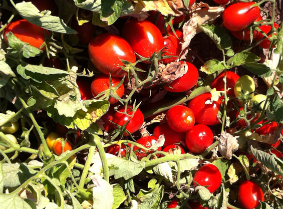 Tomatera con tomates