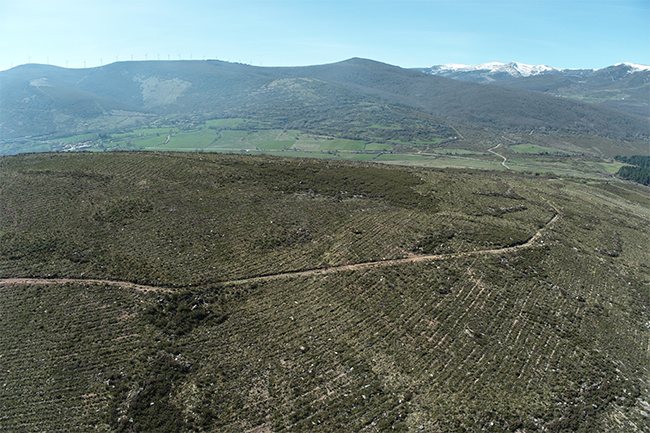Bosques sostenibles