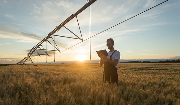 Hombre en un campo de trigo