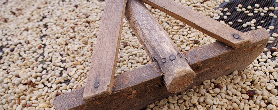 Granos de café
