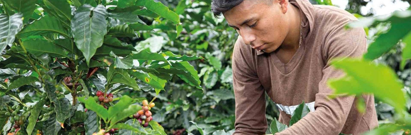 Nescafé Plan Youth Iniciative