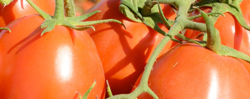 Tomates