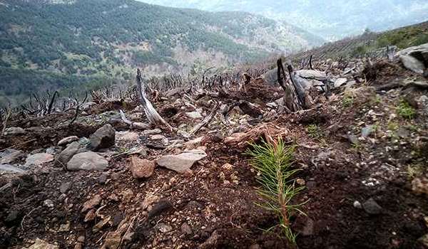 purina-reforestacion-1