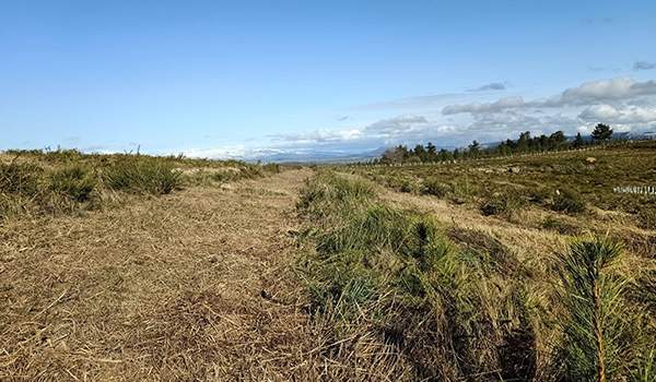 purina-reforestacion-4