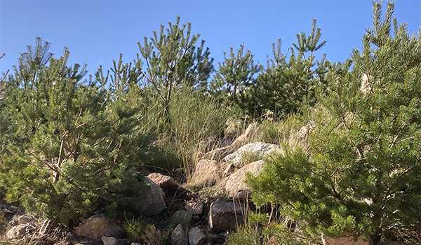 purina-reforestacion-5