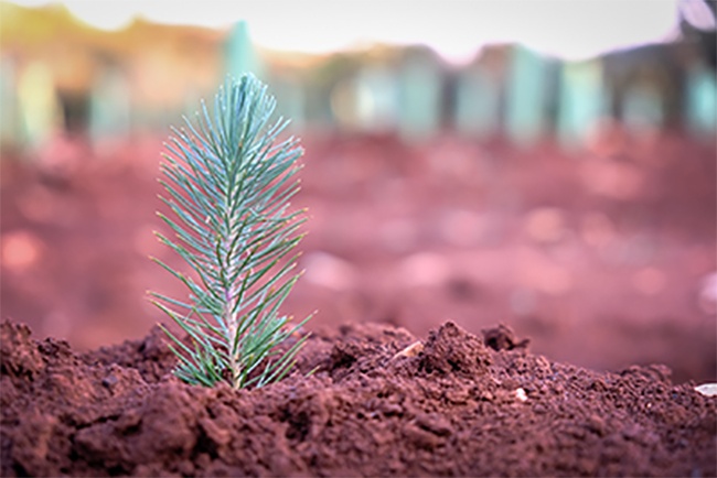 Reforestación para empresas