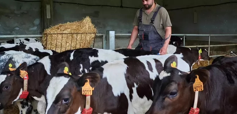 Ganadero con vacas