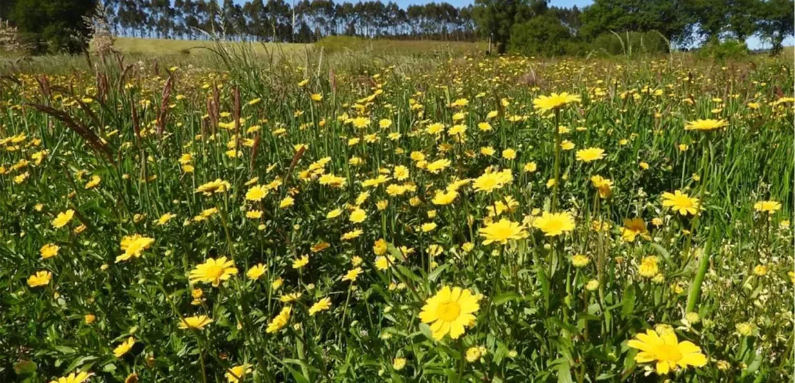 Campo verde con flores amarillas silvestres bajo un cielo despejado