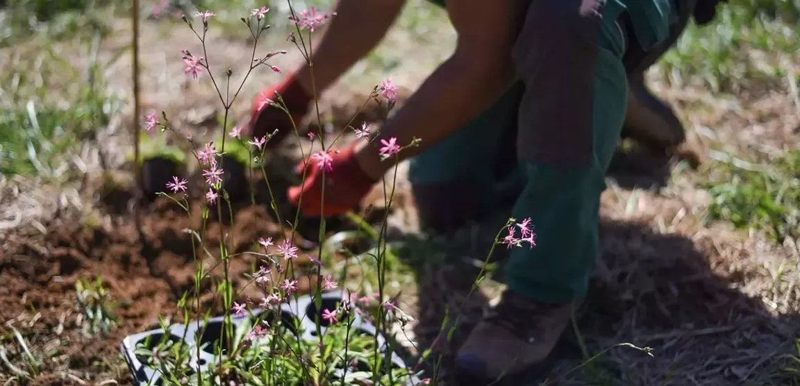 Persona plantando flores silvestres en un jardín con guantes de jardinería