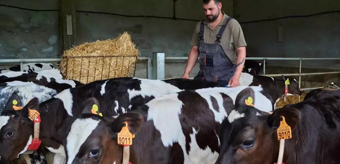 Ganadero con vacas