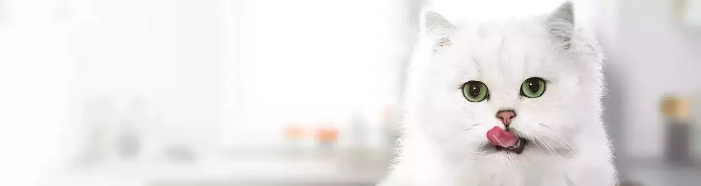 Gato