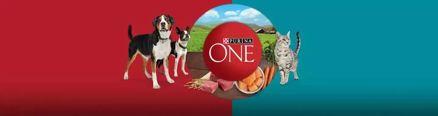 Gato y perro