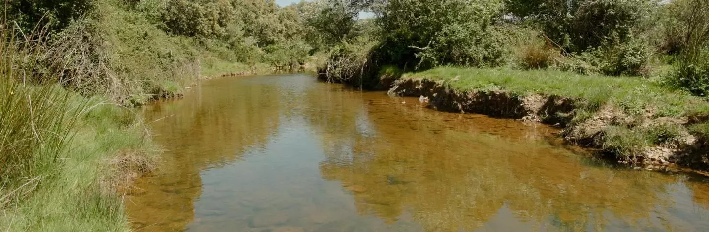 Río rodeado de vegetación