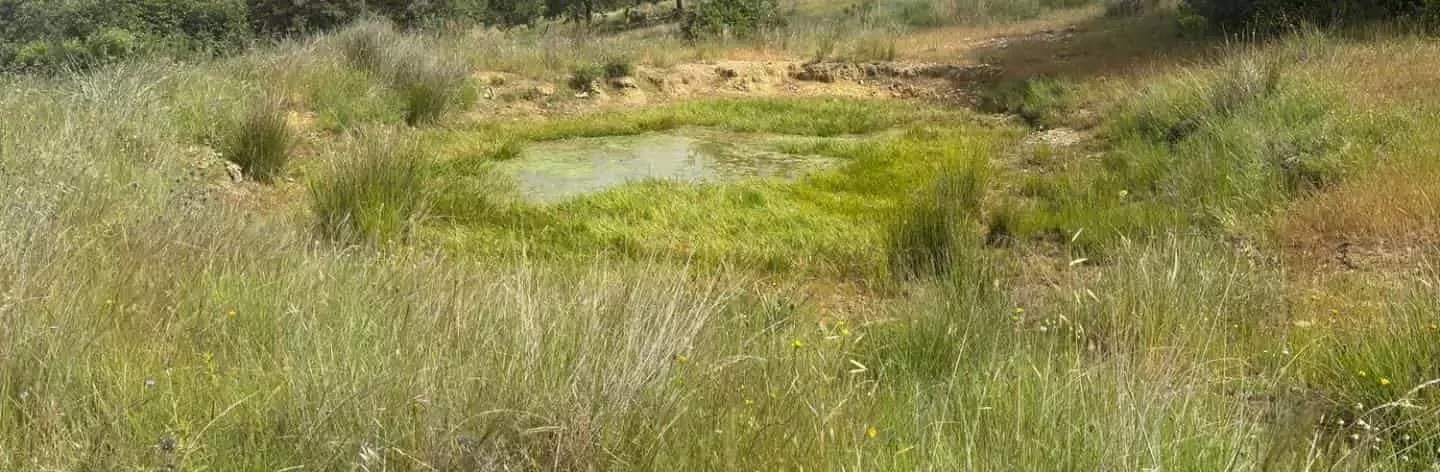 Turbera restaurada en la Reserva de la Biosfera de La Siberia