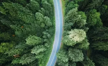 Camí a través del bosc 
