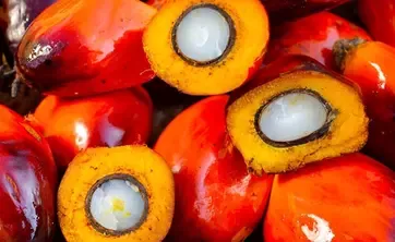 Frutos aceite de palma