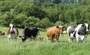 Vacas