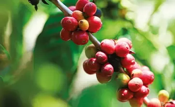Cerezas de café