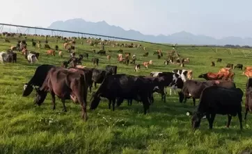 Rebaño de vacas