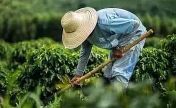 Agricultor treballant en el camp