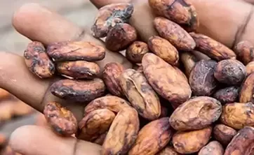 Nestlé Cocoa Plan