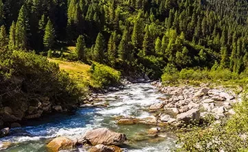 Río con bosque al fondo