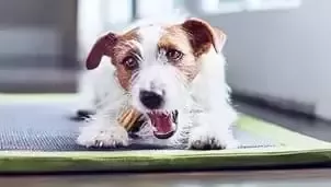 Perro comiendo