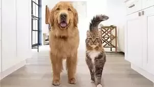 Perro y gato