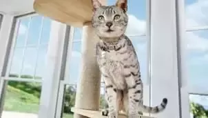 Gato