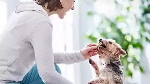 Mujer alimentando perro
