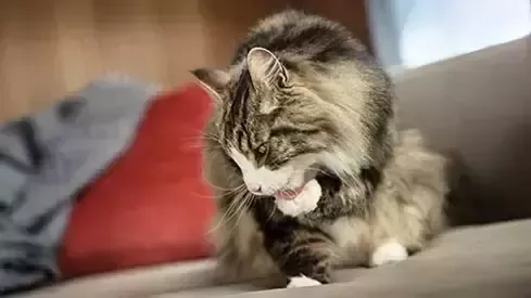 Gato lamiéndose
