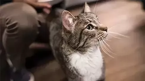 Gato