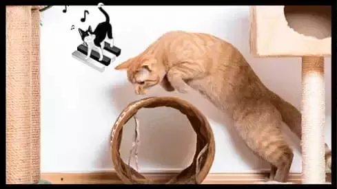 Gato Felix