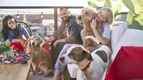 Amigos con perros
