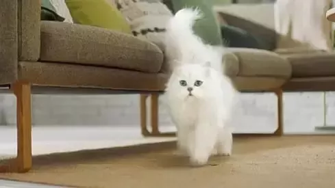 Gato