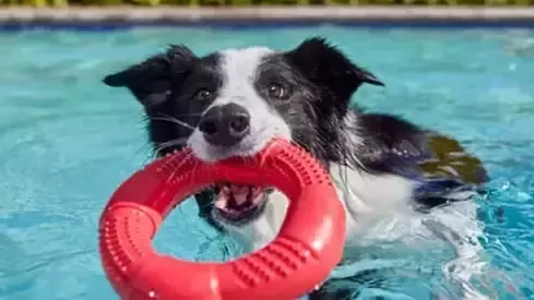 Perro jugando