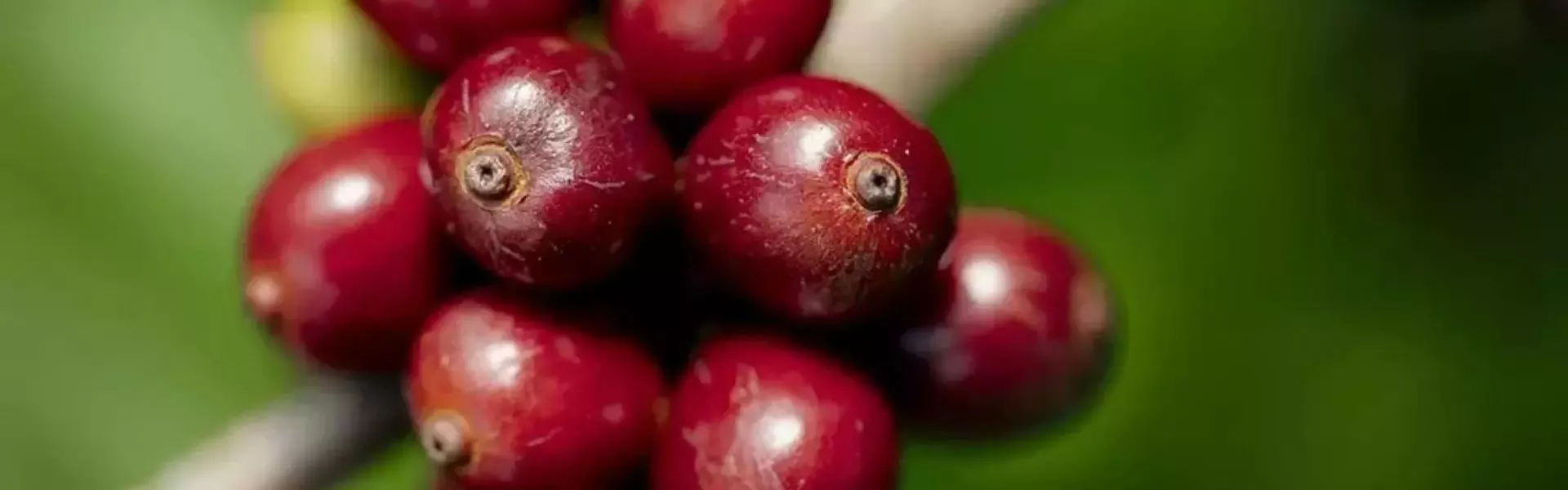 Fruto del café