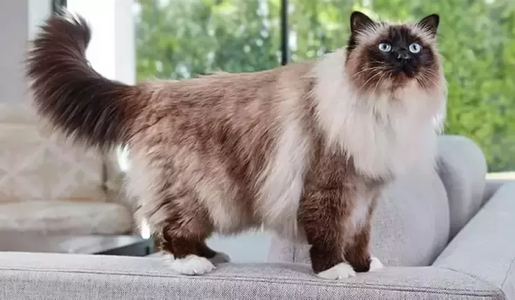 Gato