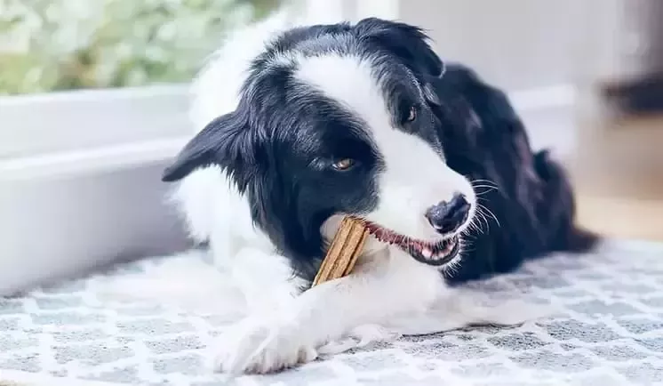 Perro comiendo