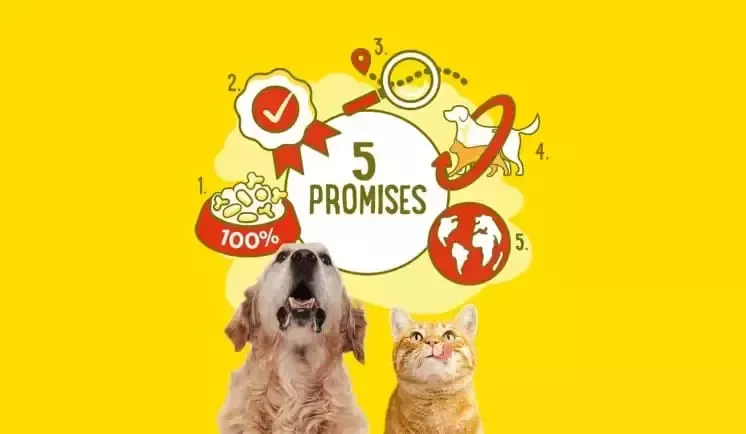Perro y gato