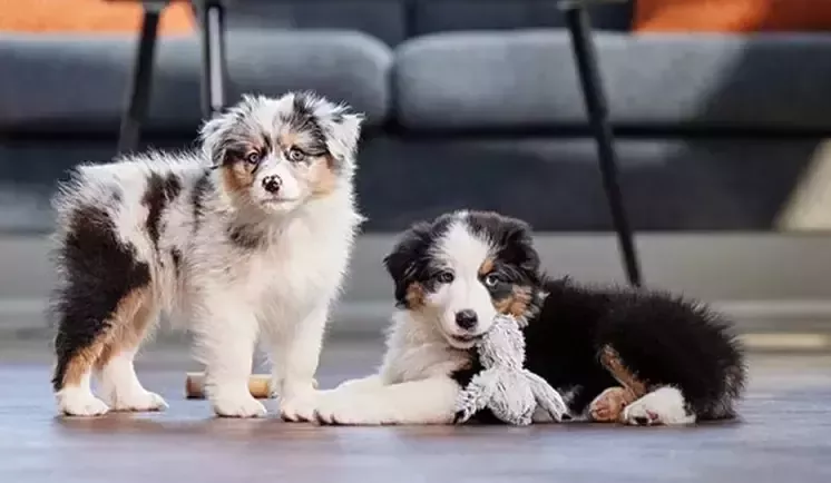 dos perros junto al sofá