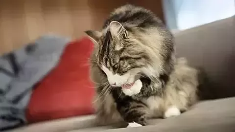 Mujer abrazando a un gato