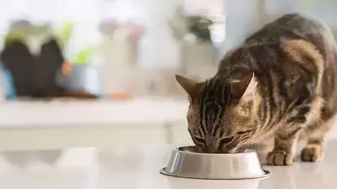 Niña abrazando a un gato